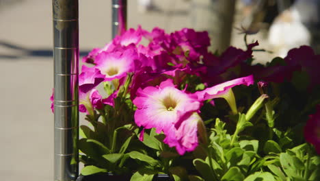 Leuchtend-Rosa-Petunien,-Die-An-Einem-Blumenstand-Auf-Dem-Bauernmarkt-Ausgestellt-Sind