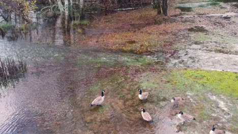 Overhead-reveal-shot-of-Canadian-geese-in-water-in-autumn