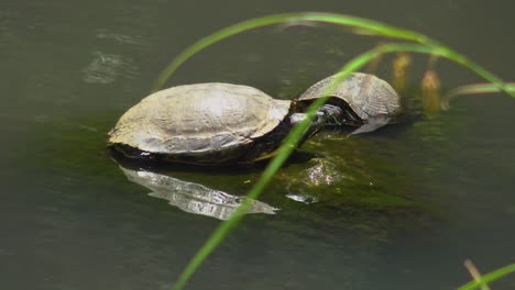 Turtle-on-stone-in-lake