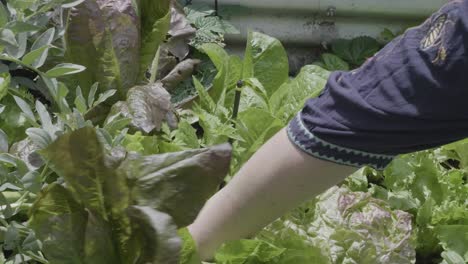 Someone-picking-a-fresh-lettuce-from-the-vegetable-garden