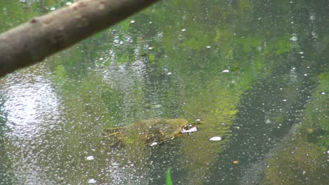 Turtle-swimming-in-pond