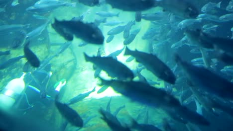 Osaka-aquarium-diver-cleaning