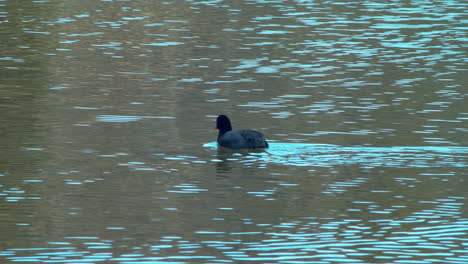 Camera-following-a-black-coot-swimming-in-a-lake