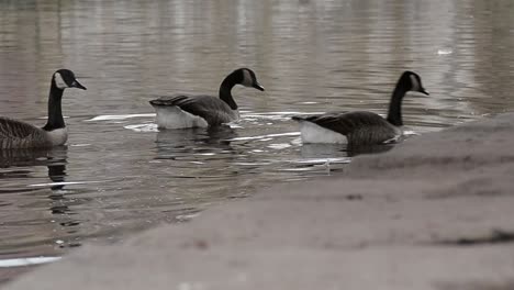Canadian-geese-in-water-pecking-for-food