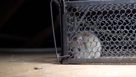 Verängstigte-Lebende-Graue-Ratte-Starrt-Aus-Einer-Humanen-Rattenfalle-Auf-Die-Kamera