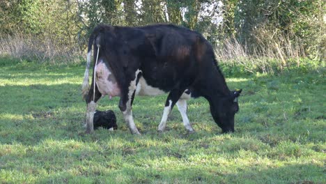 New-born-baby-calf-and-mother-grazing