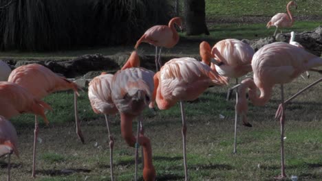 Pink-flamingos-in-a-park