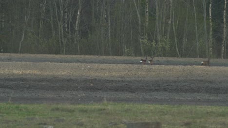 Group-of-European-roe-deer-running-over-the-farmers-field-in-the-evening,-medium-shot-from-the-distance