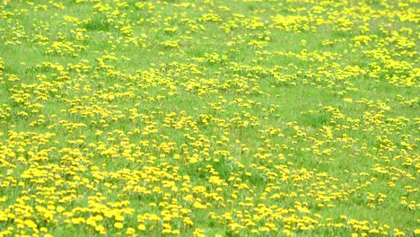 Ein-Lebendiges-Feld-Aus-Grünem-Gras-Und-Blühendem-Gelbem-Löwenzahn