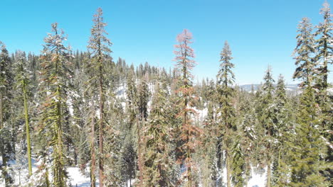 Luftflug-Durch-Schneebedeckte-Bäume-Und-Äste-Im-Wald,-Kamera-Bewegt-Sich-Vorwärts
