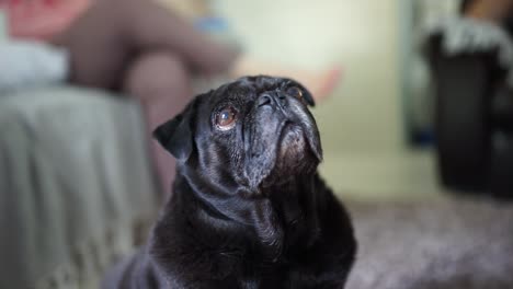 Old-black-pug-looking-up-at-the-sky