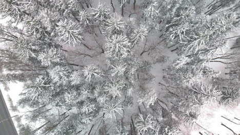 Top-down-aerial-rotating-over-snow-covered-pine-trees-in-cold-winter-forest
