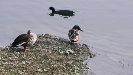 Beautiful-Spot-billed-Ducks-scratching-body-near-a-lake-with-beautiful-Common-Coot-in-the-back-Birds-stock-video