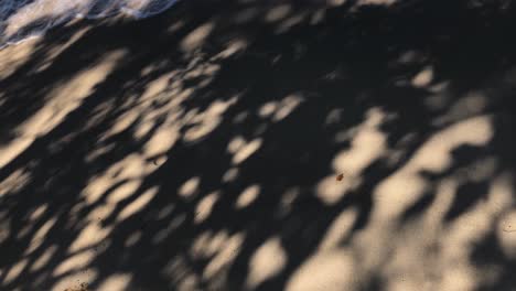 Artistic-shadows-of-trees-on-the-beach-with-a-wave-in-slow-motion-crashing