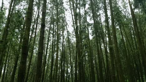 Moving-Reveal-shot-of-Pine-Trees-in-Vagamon,-Kerala,-India