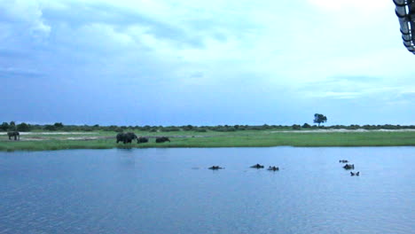 Un-Grupo-De-Hipopótamos-Juntos-En-Una-Pequeña-Parte-Apartada-Del-Río-Chobe-Con-Una-Gran-Tormenta-De-Verano-Y-Cielos-Oscuros-En-El-Fondo