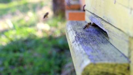 Bienen-Fliegen-In-Und-Aus-Dem-Bienenstock