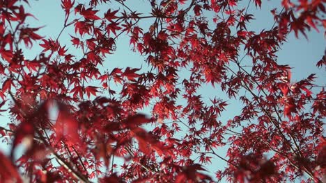Rote-Blätter-Flattern-Im-Wind