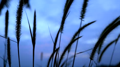 Grass-swaying-in-the-light-breeze-at-sunset