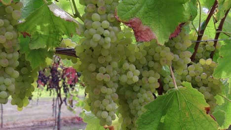 ripe-white-grape-bunches-at-the-u-pick-farm-in-autumn