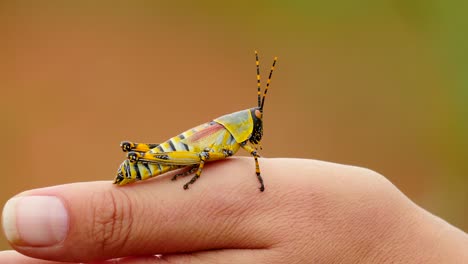 Slow-motion:-Close-up-toxic,-colorful-male-Elegant-Grasshopper-turns-around-on-caucasian-womans-hand-with-green-out-of-focus-background