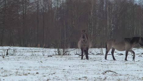 Zwei-Wildpferde-Blicken-An-Einem-Bewölkten-Wintertag-In-Die-Kamera,-Mittlere-Aufnahme