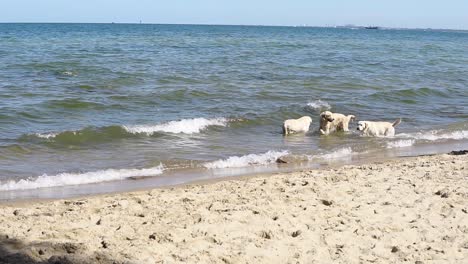 Drei-Hunde-Spielen-Im-Meer