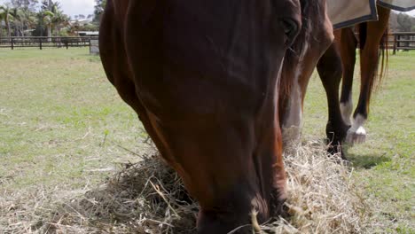 A-ground-view-of-two-horses-eating-a-pile-of-hay-together