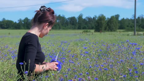 Young-brunette-woman-collects-cornflowers-in-the-field-for-summer-solstice-crown-in-sunny-summer-day,-medium-shot