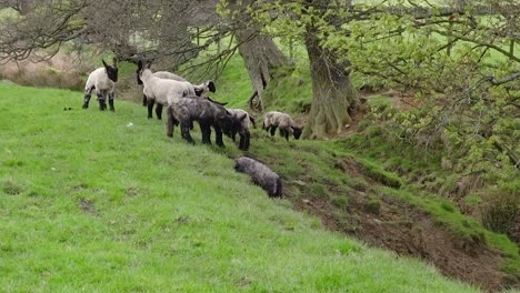 Spring-lambs-gambol-and-play-fight-on-a-grassy-slope