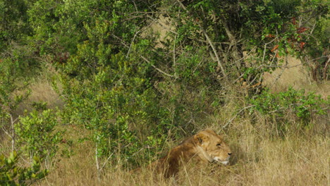 Lions-resting-in-Ol-Pejeta,-Kenya.-Handheld-shots