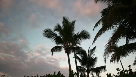 4K-footage-of-south-Florida-palm-trees-at-sunrise