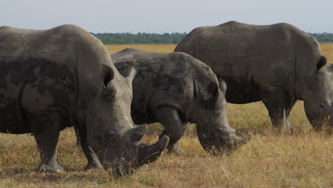 3-white-rhinoceros-grazing-in-Ol-Pejeta,-Kenya