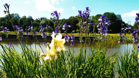 Lila-Irisblume-In-Windigem-Zustand-In-Der-Nähe-Eines-Wasserteichs