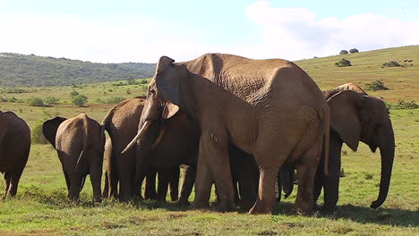 Manada-De-Elefantes-Africanos-En-El-Parque-De-Elefantes-Addo
