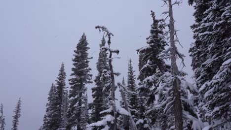 4K-Aufnahmen-Von-Schnee,-Der-Im-Winter-Auf-Bäume-Fällt