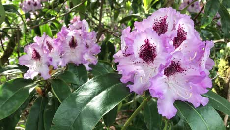 Un-Primer-Plano-De-Flores-De-Rododendro-Púrpura-Y-Blanco