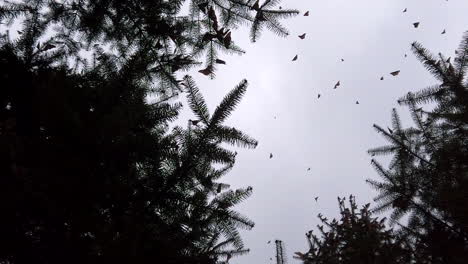 Zeitlupenaufnahme-Mehrerer-Fliegender-Monarchfalter