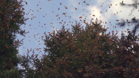 Slow-motion-shot-of-several-Monarch-Butterflies-flying