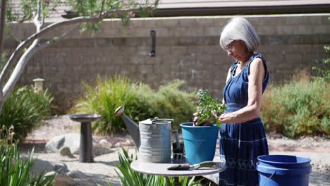 Una-Hermosa-Jardinera-Anciana-Con-Cabello-Gris-Plantando-Una-Planta-De-Tomate-Orgánico-En-Un-Nuevo-Suelo-Para-Macetas
