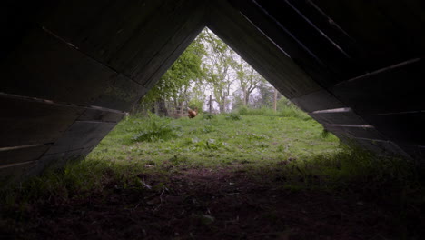 Chicken-in-distance-from-underneath-a-shelter-in-grassy-enclosure