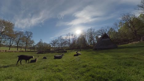 Herd-of-Goats-Resting-Outside-a-Sunny-day-in-a-Reconstructed-Nordic-Bronze-Age-Village