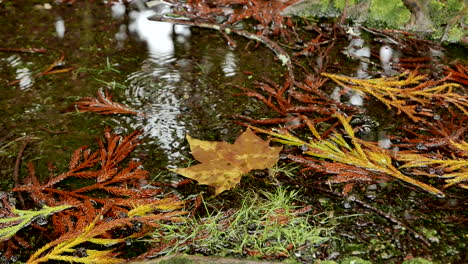 A-pond-of-rain-water-with-droplets-falling-into-the-pond