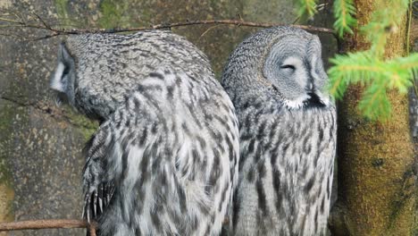 Two-great-gray-owls-sitting-on-a-branch-portrait