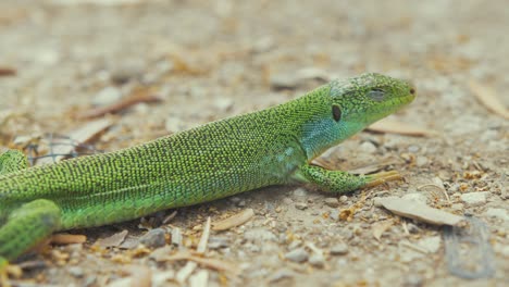 Reveal-vibrant-green-lizard-basking-in-sunshine