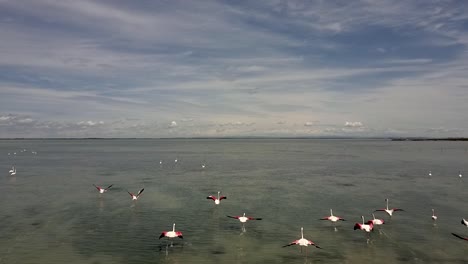 Luftaufnahme-Einer-Herde-Flamingos,-Camargue,-Frankreich