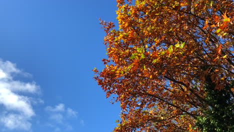 Blätter-Fallen-Vom-Herbstbaum,-Sonniger-Tag