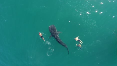 Toma-Aérea-Cenital-De-Un-Grupo-De-Turistas-Nadando-Con-Un-Tiburón-Ballena-Más-Grande-Nadando-En-El-Mar-De-Cortez,-La-Paz,-Baja-California-Sur