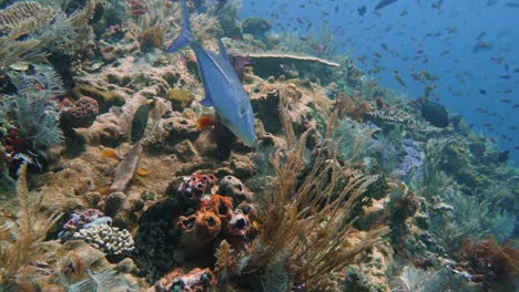 Ein-Blauflossen-Makrele-Sucht-Unter-Korallen-Nach-Kleinen-Fischen-Als-Beute-Zum-Fressen