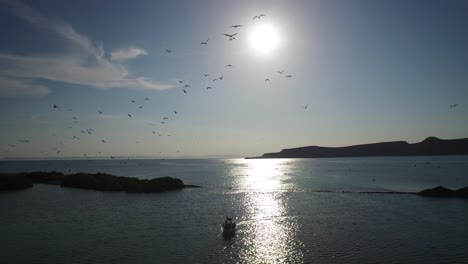 Aerial-shot-of-Frigate-birds-flying-in-Espiritu-Santo-Island,-Archipielago-Espiritu-Santo-National-Park,-Baja-California-Sur
